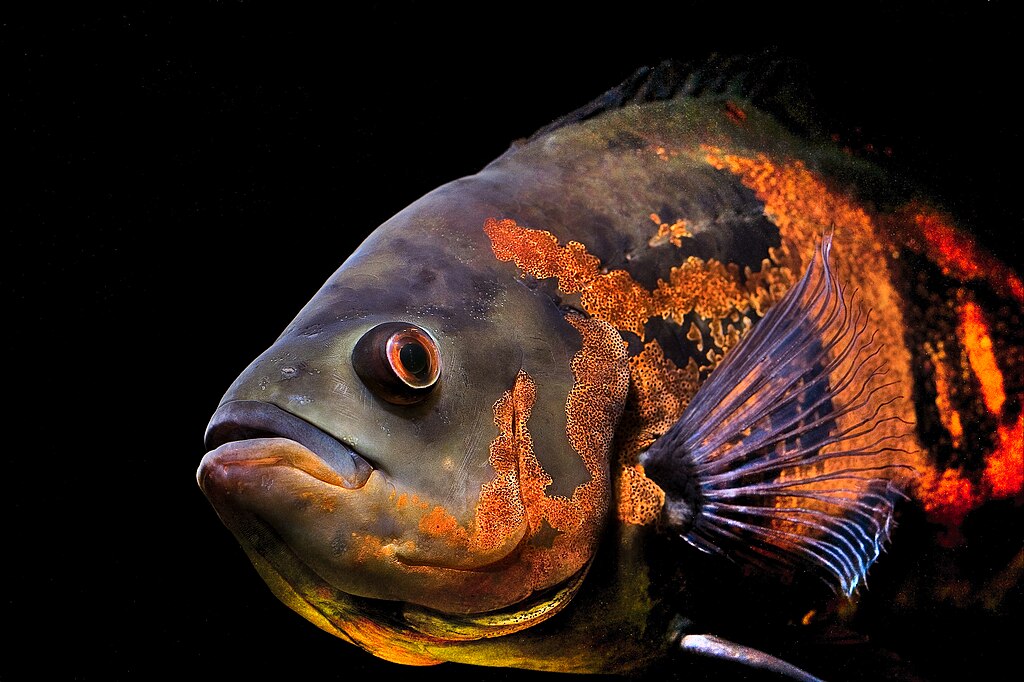 Reprodução do Oscar: guia prático para aquaristas iniciantes