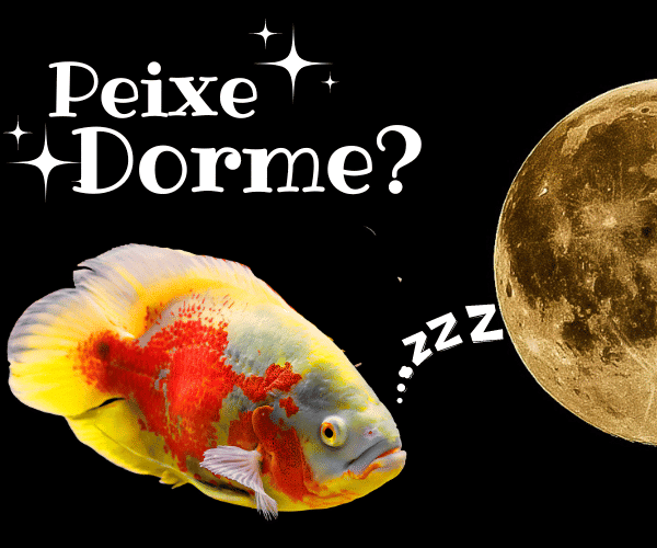 PEIXE DORME?